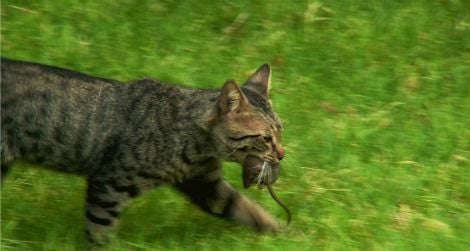 Toxoplasma gondii requires the cat digestive system for reproduction, so it hitches a ride in a rat