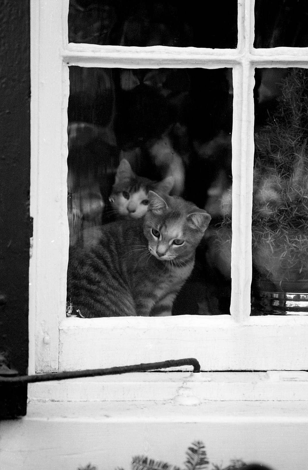 Curious kittens peer through the window