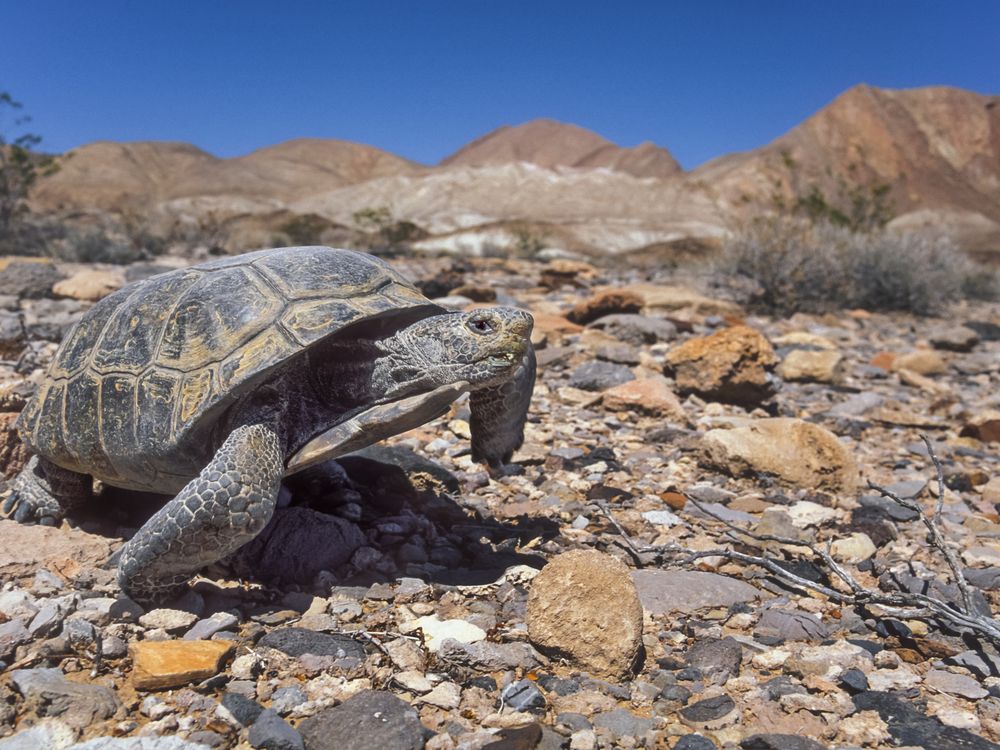 A desert tortoise