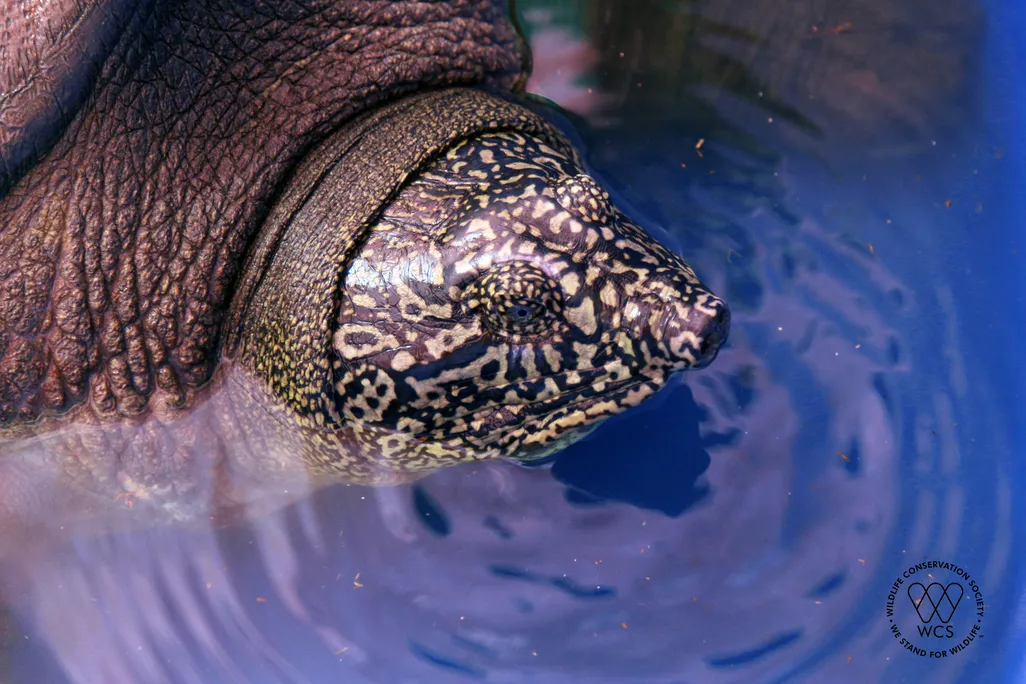 A close-up photo of the turtle. Its head is cone-shaped and is dark brown with yellow spots all over. 
