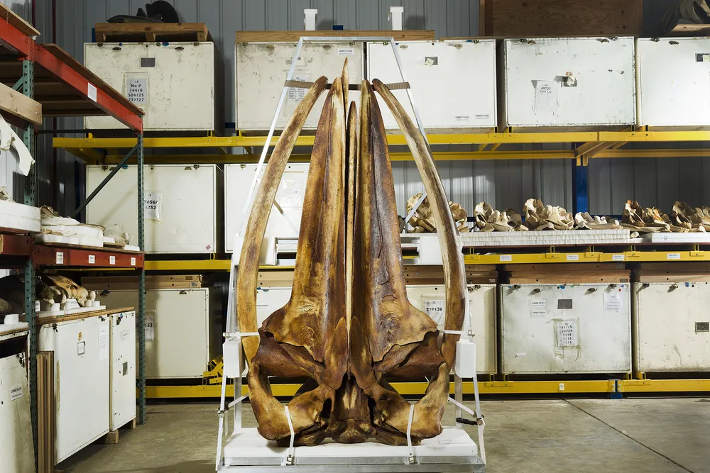 Whale skull