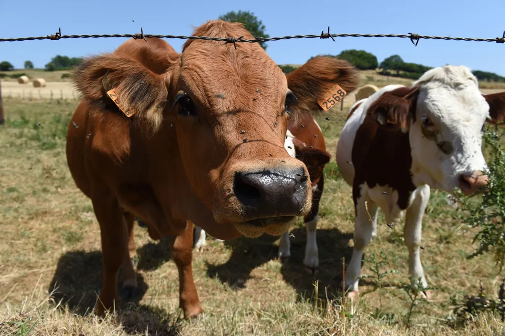 closeup of two cows in a field behind a barbed wire fence