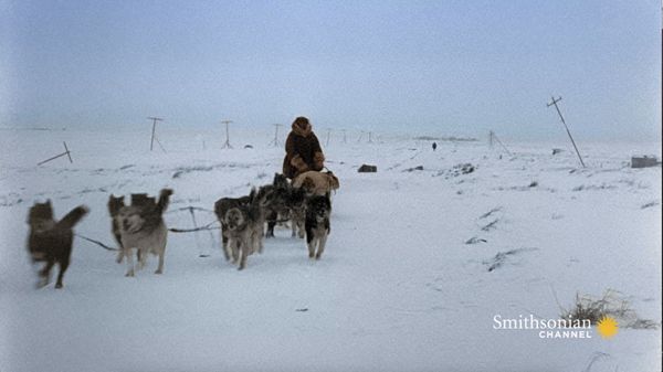 Preview thumbnail for A 600-Mile Journey Across Alaska Saves the Town of Nome