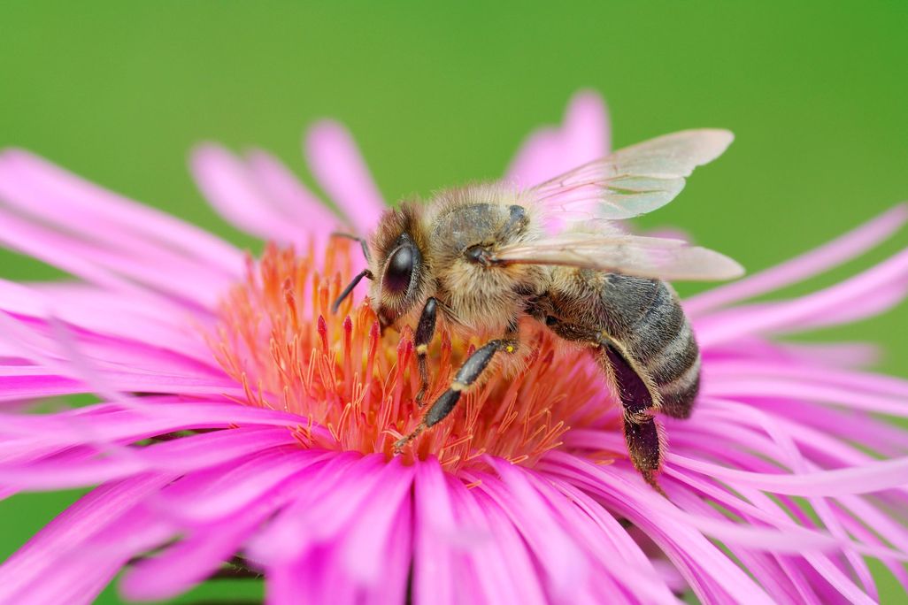 Bee on Flower