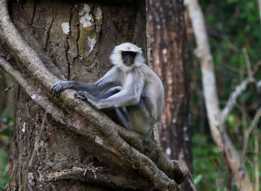 Gray Langur in Chitwan National Park, Nepal