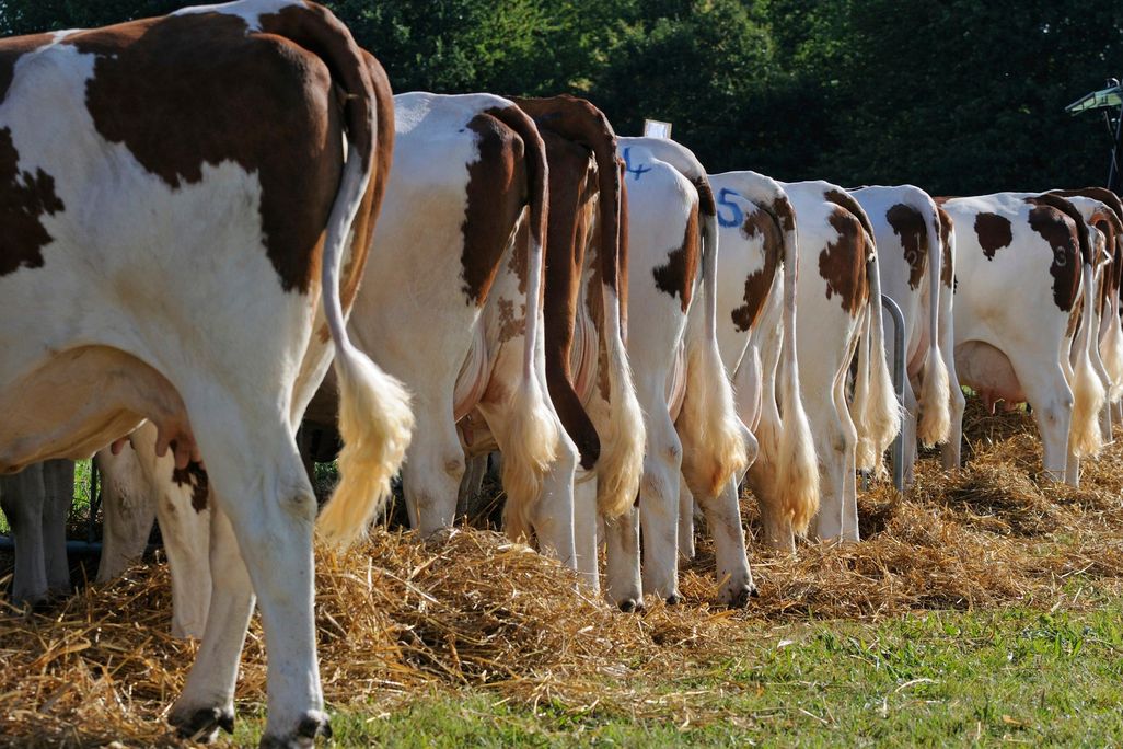 Cow Tails