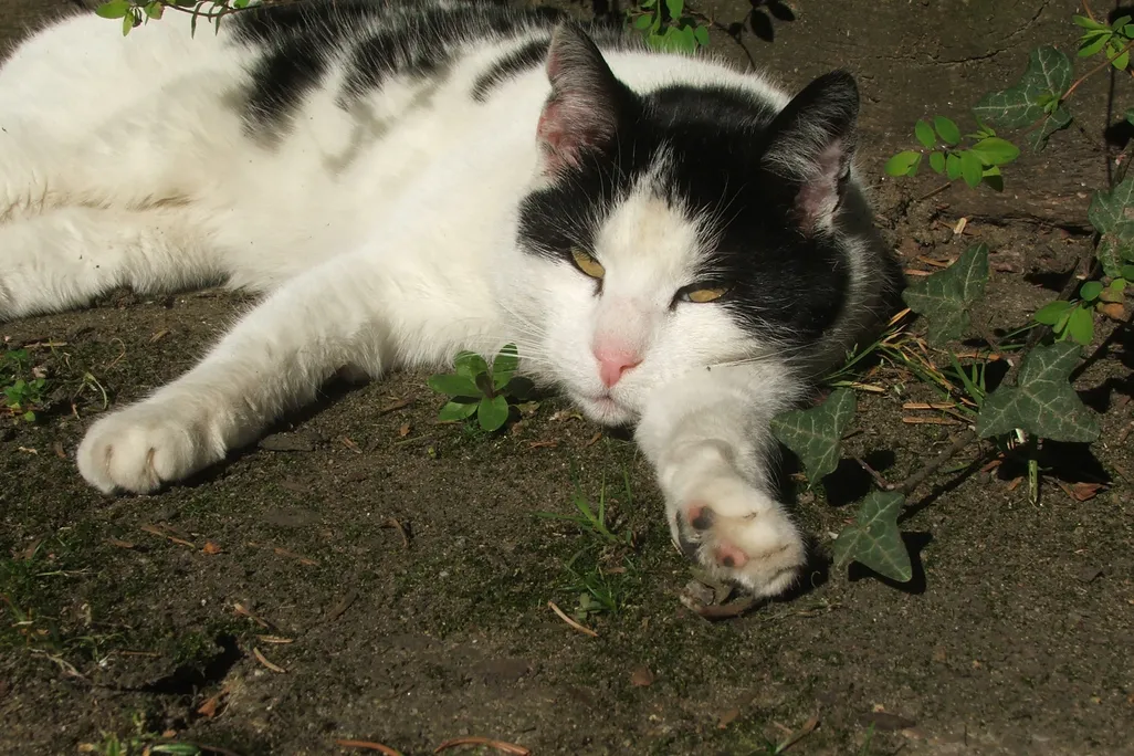 Cat