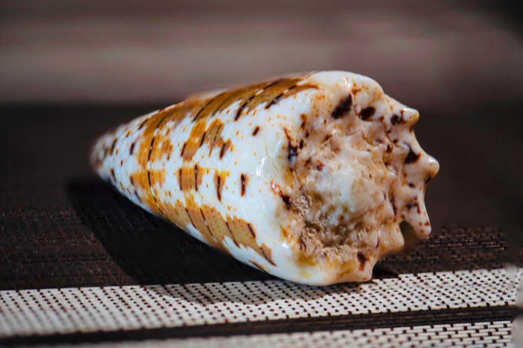 A white, orange and black snail shell sits on a black table
