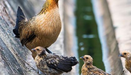 Why Chickens Need to Stop Breeding With Their Wild Cousins
