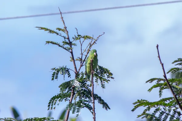 The Green Heart thumbnail