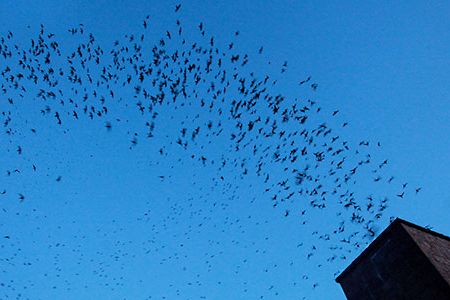 No one knows exactly where Vaux's (pronounced "vauks") swifts spend the winter, or the details of their migration route. But we do know the birds need chimneys.