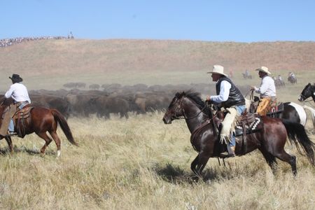Herding the bison into the corral.