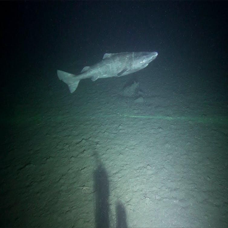 Greenland shark