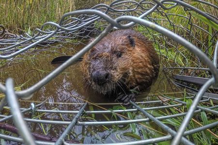 A beaver peers out of a Hancock live trap after being captured by Molly Alves, a biologist with the Tulalip Tribe in Washington.