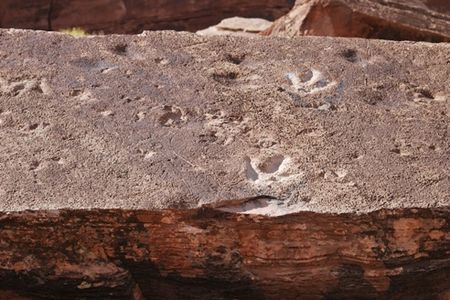 Tracks made by a medium-sized theropod on a slab of rock just outside of Moab, Utah.