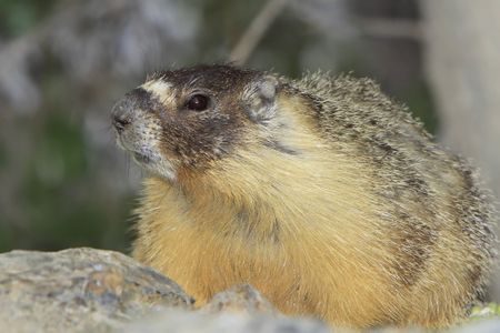 The cat-sized, butter-colored rodents&nbsp;live about 15 years on average, a much&nbsp;longer lifespan than what is expected for their size.
