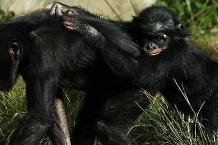 The way a baby chimpanzee gestures to her mother resembles how a human infant interacts with its mother.