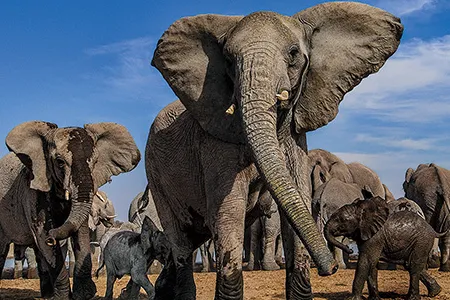 In Namibia’s Etosha National Park, elephants in the Warrior family gather at the Mushara water hole.