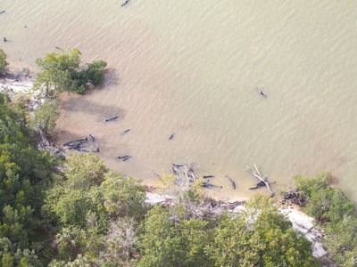 Nearly 100 false killer whales are currently stranded in the Everglades in the worst Florida stranding of its kind.