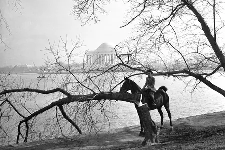 On December 10, 1941, Joy Cummings poses with one of the four cherry trees vandalized at Washington, DC's Tidal Basic.