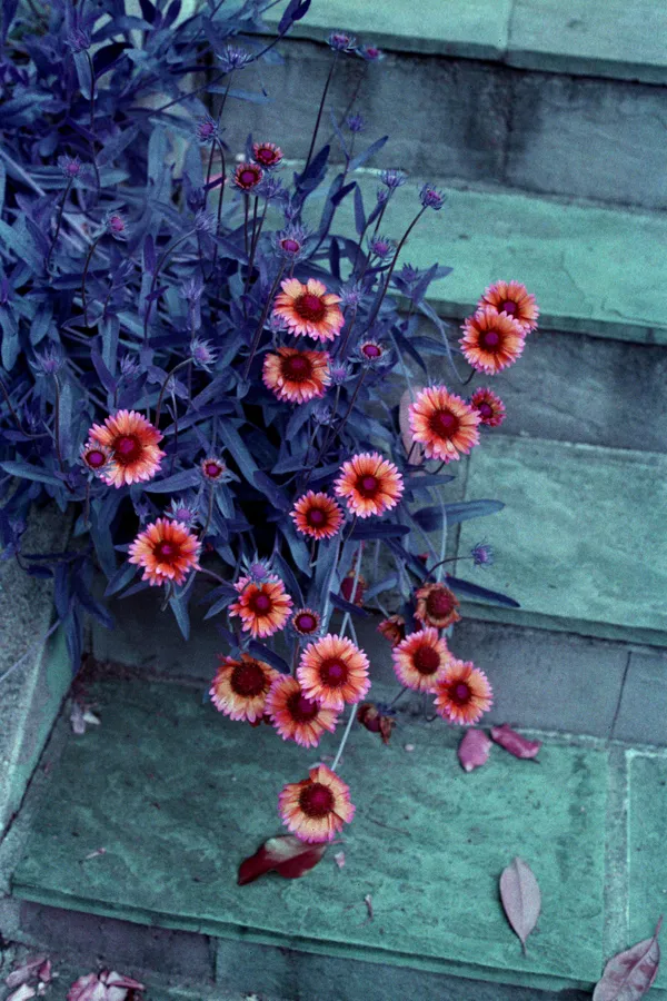 Flowers on slate stairs thumbnail