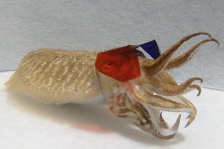 Cuttlefish are calculating hunters, and need depth perception to efficiently snare their prey.