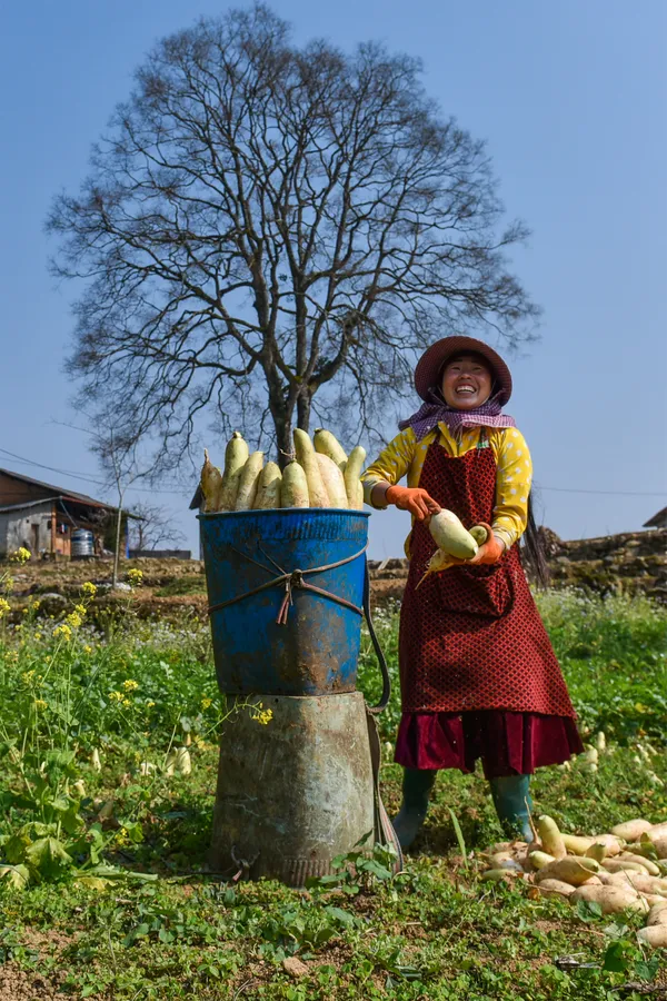 Harvesting white radish in Lao xa village thumbnail