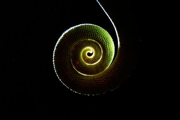 Tale of A Tail thumbnail