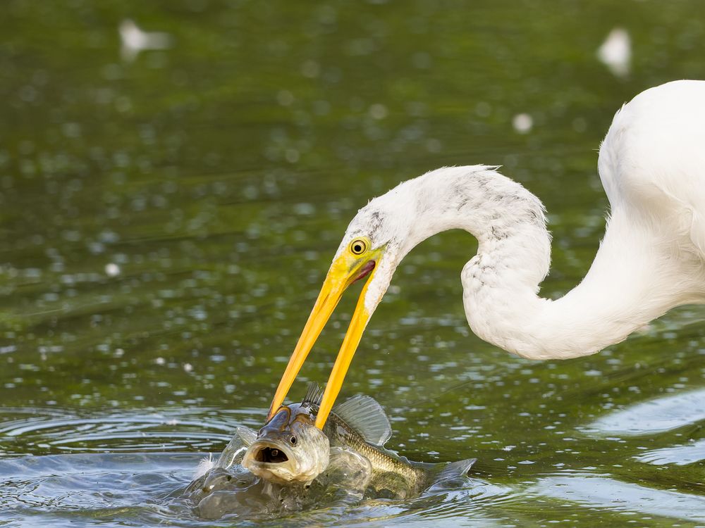 The Catch of the Day | Smithsonian Photo Contest | Smithsonian Magazine