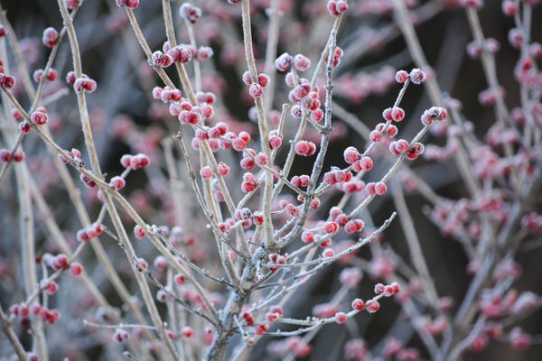 Frost on the red berries in early Winter thumbnail