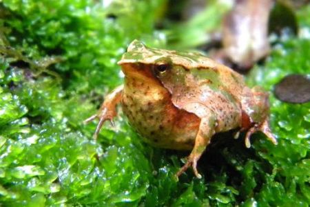 A Darwin’s frog daddy, of the southernly species.