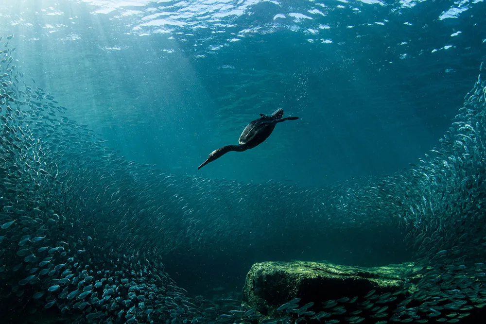 Bird diving underwater (main longform)