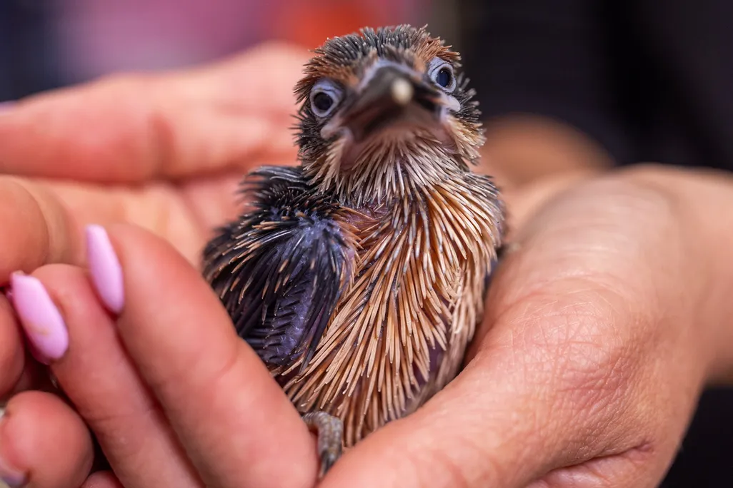 a small bird sits in a person's cupped hands