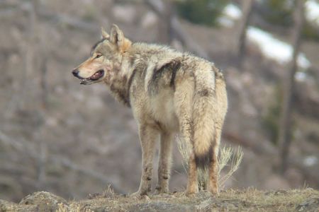 A grey wolf in Yellowstone National Park.