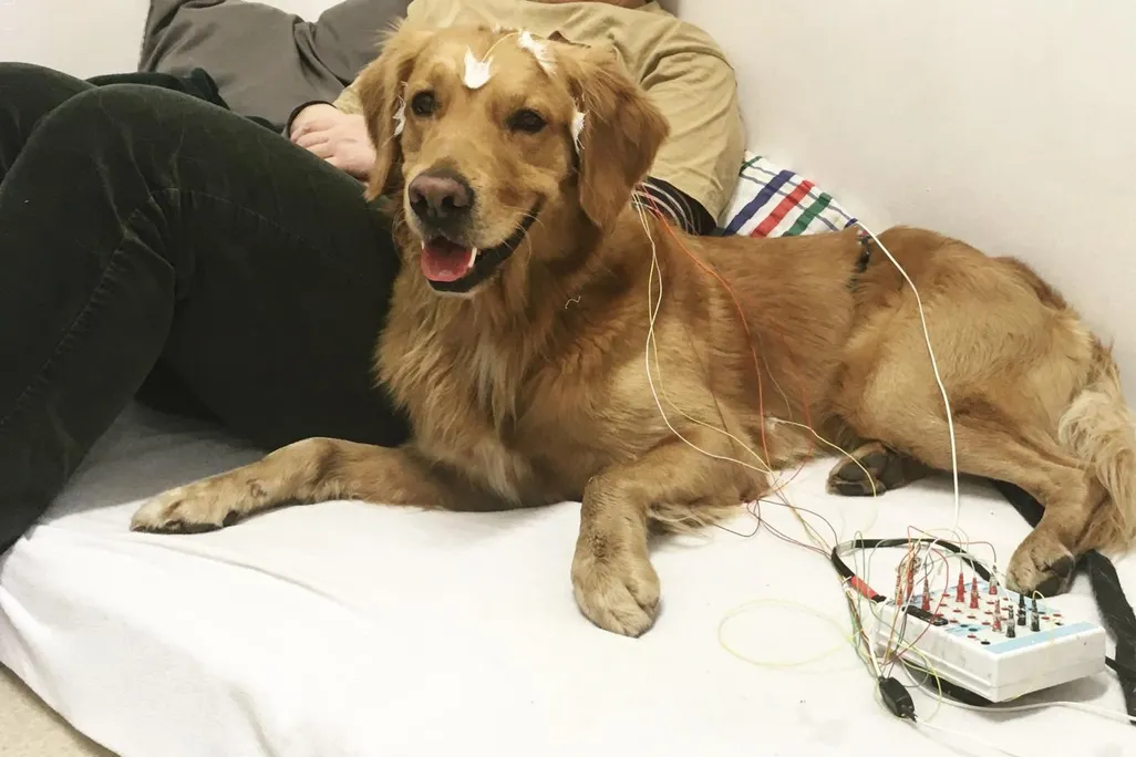 Photo of a relaxed, golden retriever-like dog with electrodes taped to its head