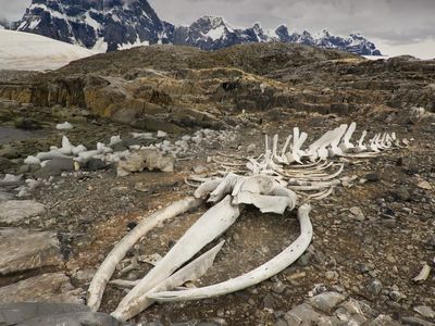A different blue whale skeleton rests on Goudier Island, Antarctica.