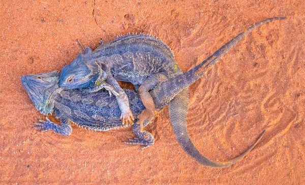 Bearded dragons mating thumbnail