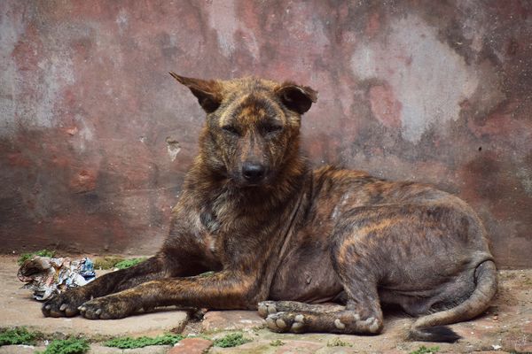 Street Dog in Bhaktapur Nepal thumbnail