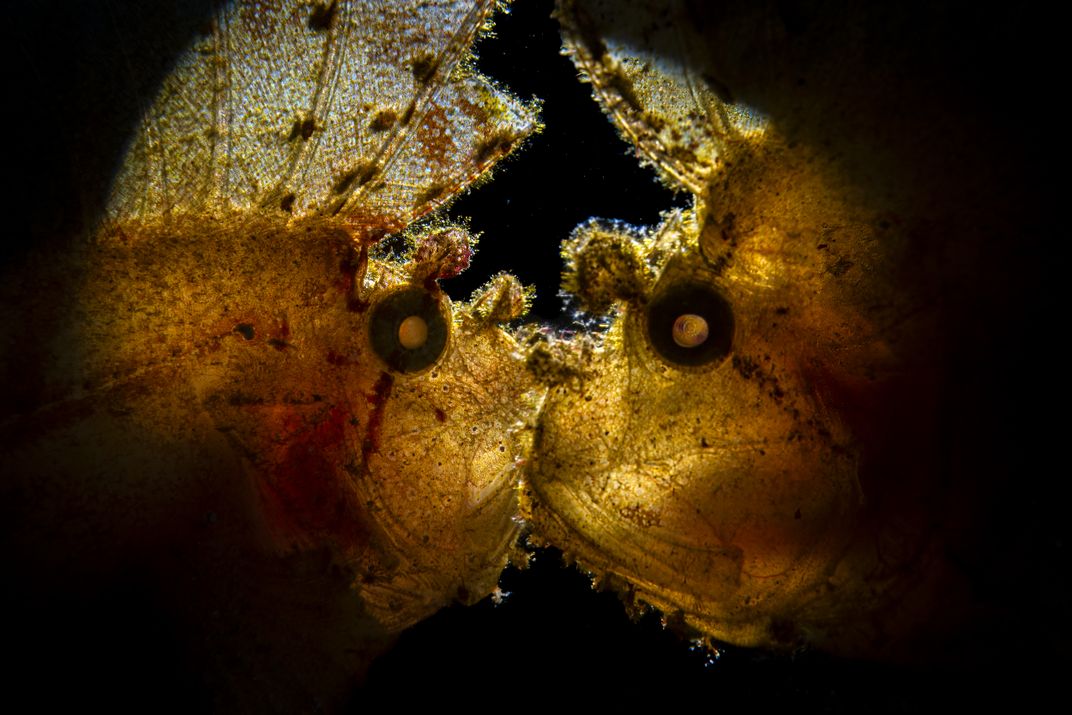two yellow fish, illuminated by a circular spotlight, appear to kiss as they swim past each other with their lips close together