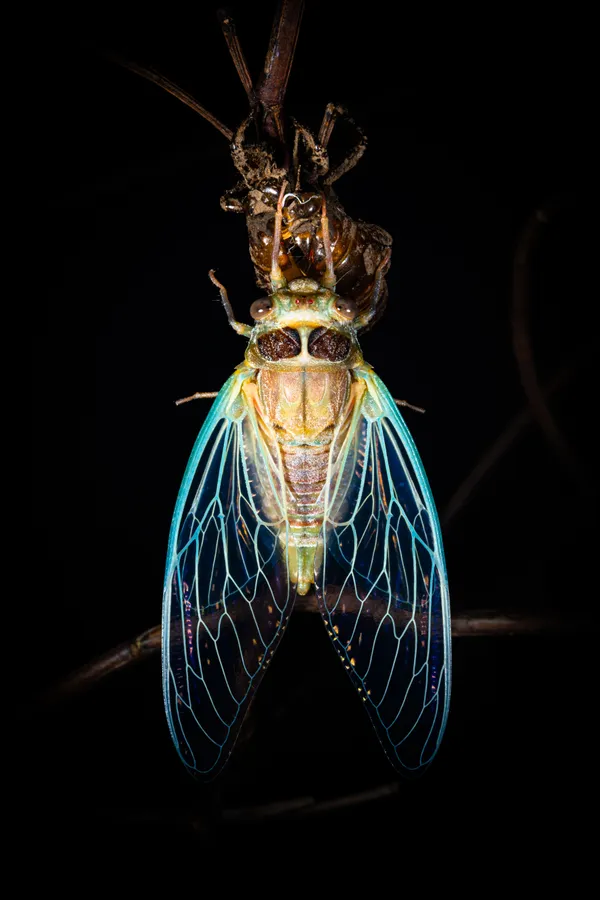 Metamorphosis thumbnail