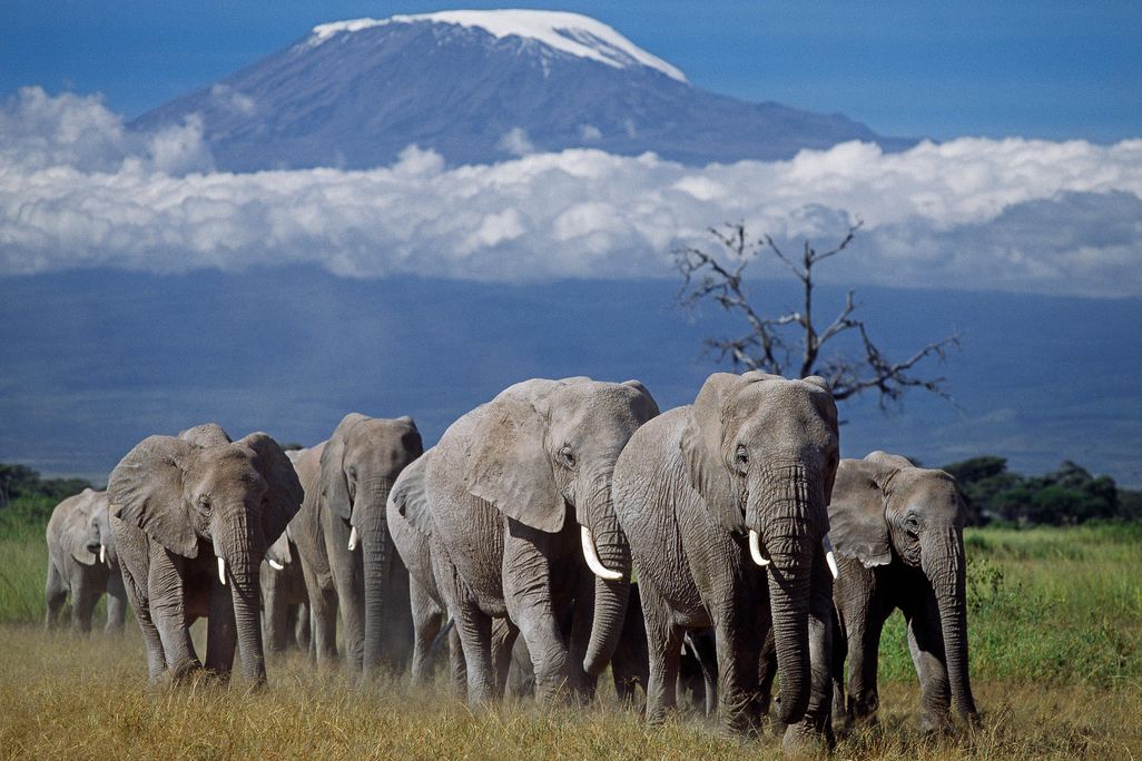 elephants