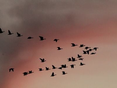Migrating waterbirds over South Dakota&rsquo;s Huron Wetland Management District on North America&rsquo;s Central Flyway.