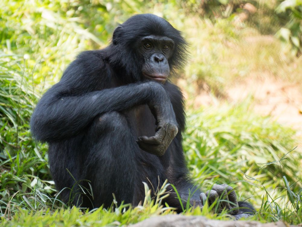 San Diego Zoo's Great Apes Receive First Experimental Covid-19 Vaccine for  Animals | Smart News| Smithsonian Magazine