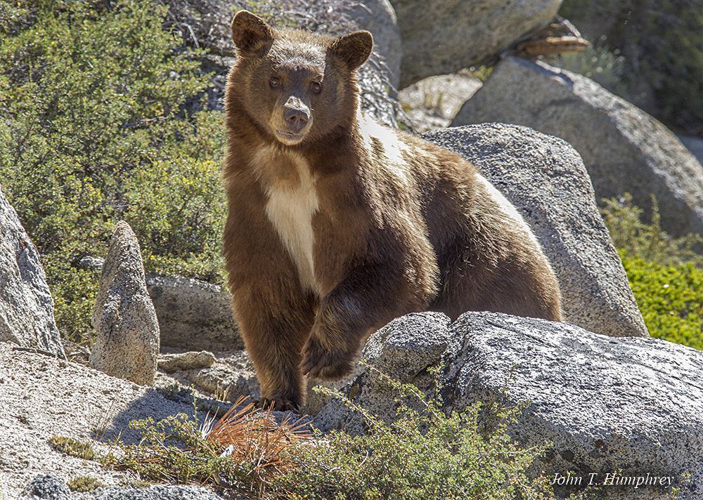 Cinnamon-colored black bear