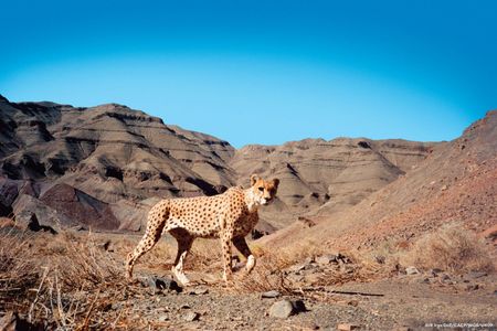 This Asiatic cheetah, caught on camera in the Naybandan Wildlife Refuge in Iran, is likely one of just dozens in the region.