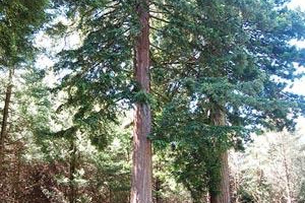 redwood.jpg