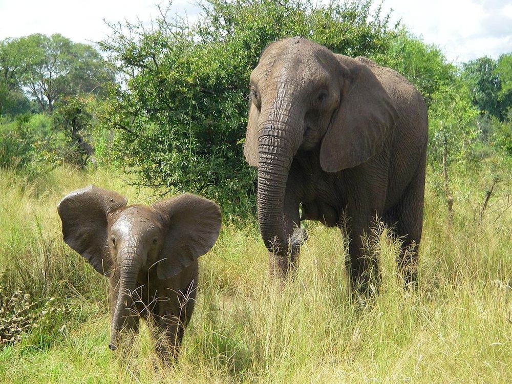 infant elephants