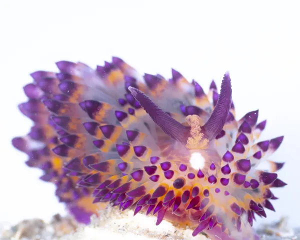 Janolus Invasion thumbnail