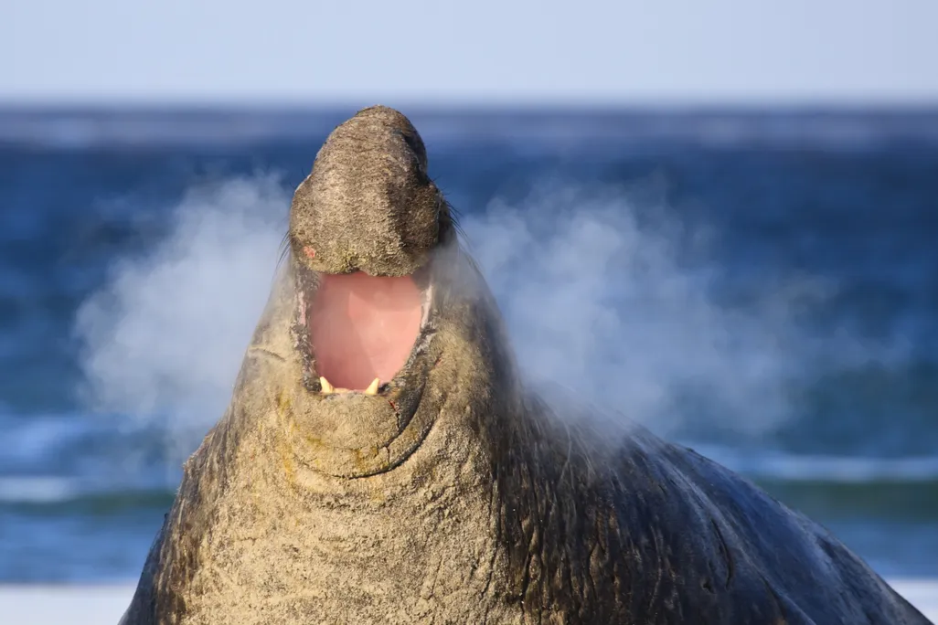 seal