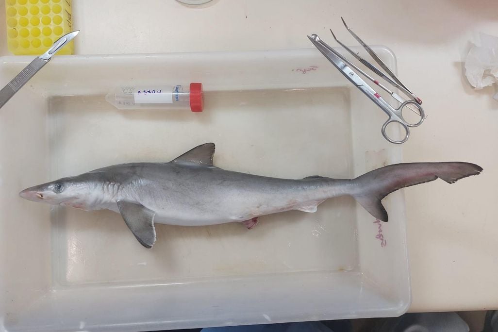 Small shark lying on a laboratory table with instruments nearby